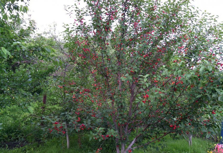 Карликова вишня Зимовий гранат