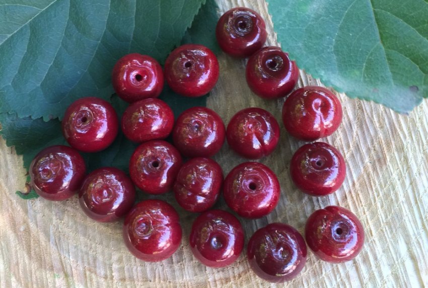 Вишня Бусинка