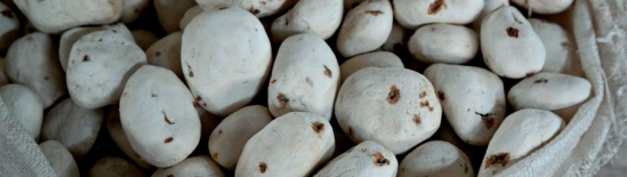 Кліматичні зміни загрожують традиційному перуанським картоплі