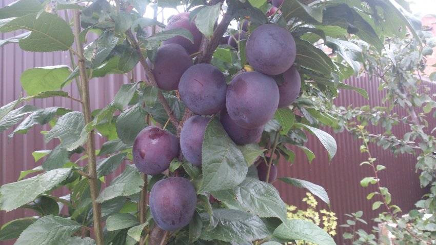 Сорт сливи Етюд Сорт сливи Етюд