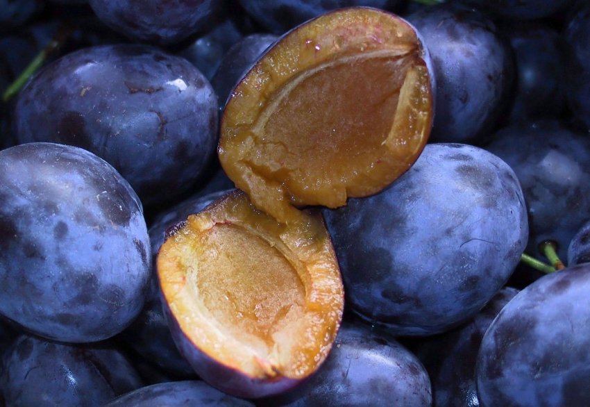 Зливу Яєчна синя Зливу Яєчна синя