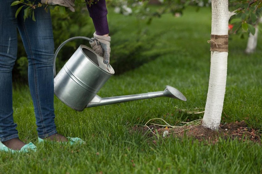 Полив вишні