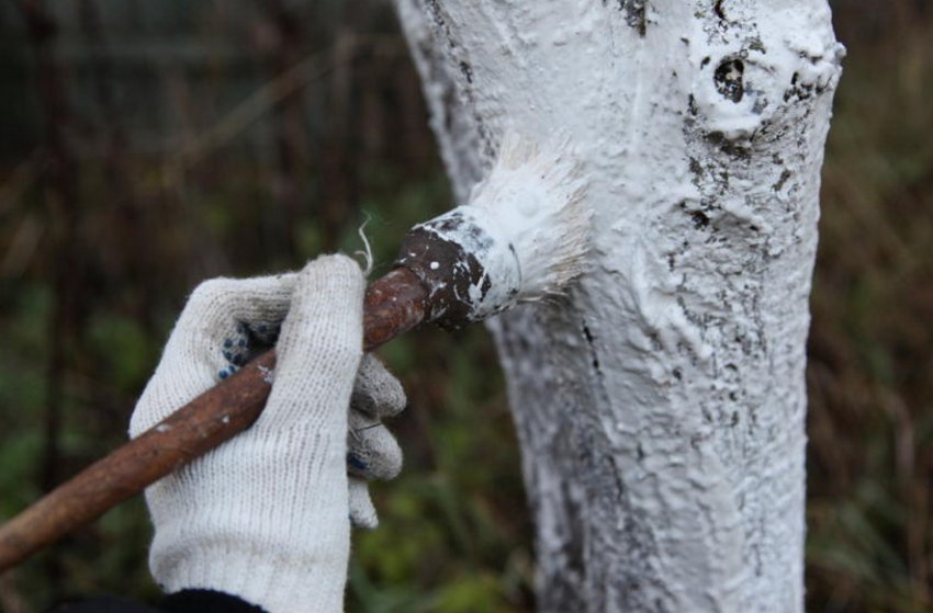 Побілка стовбура вишні
