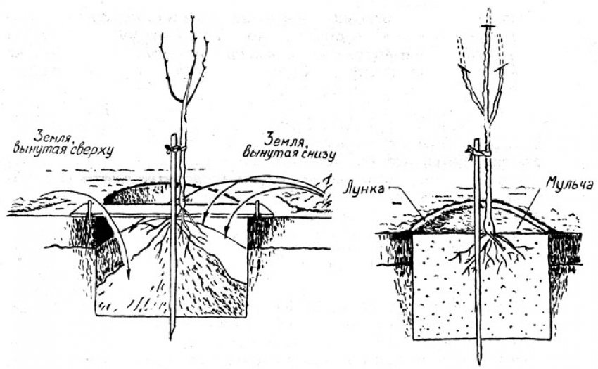 Схема посадки сливи Схема посадки сливи