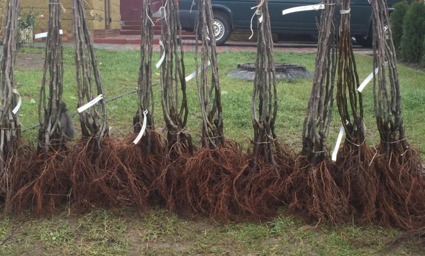 Вибір саджанці груші