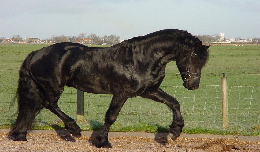 Фризька порода коней Фризька порода коней