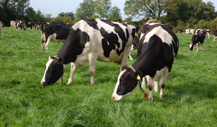 Чорно-ряба порода корів Чорно-ряба порода корів