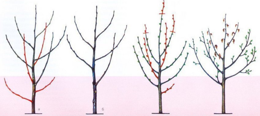 Схема обрізки вишні Схема обрізки вишні