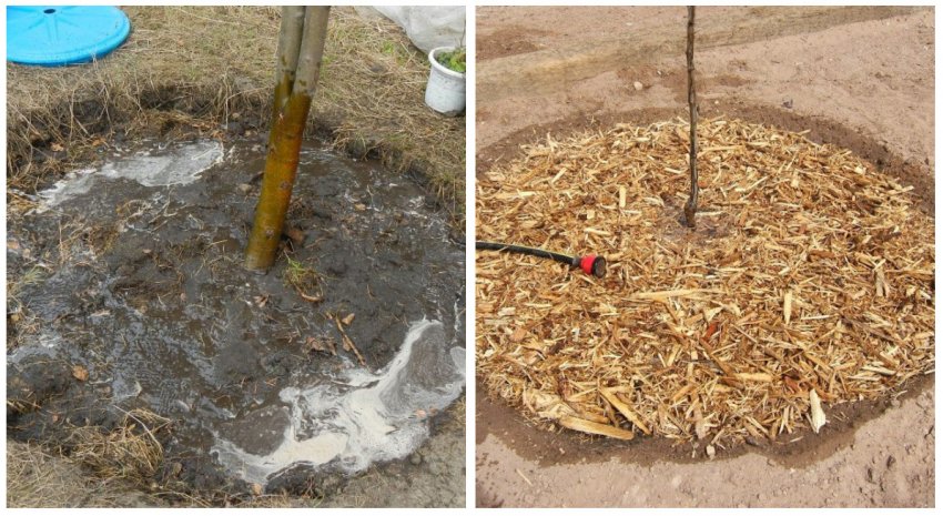 Догляд за грушею