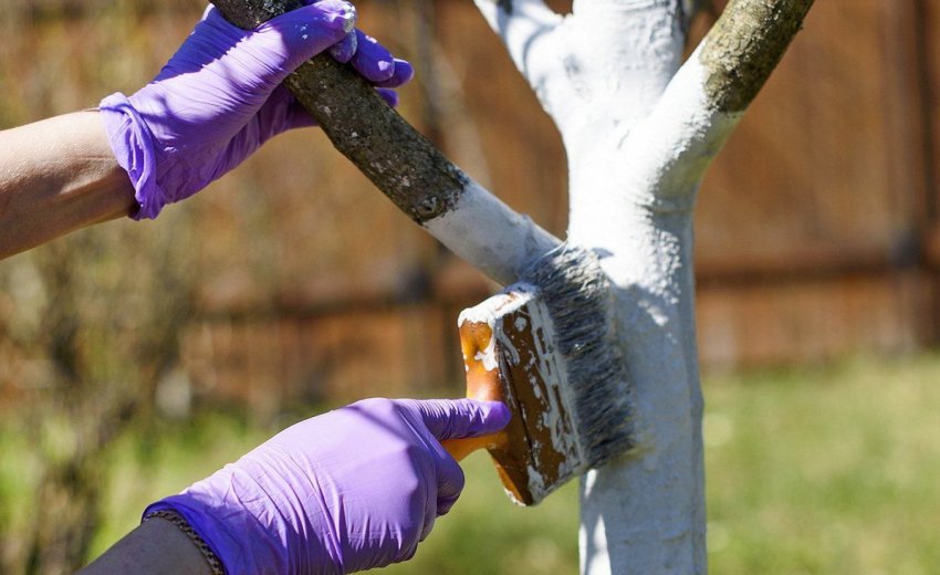 Побілка стовбура груші