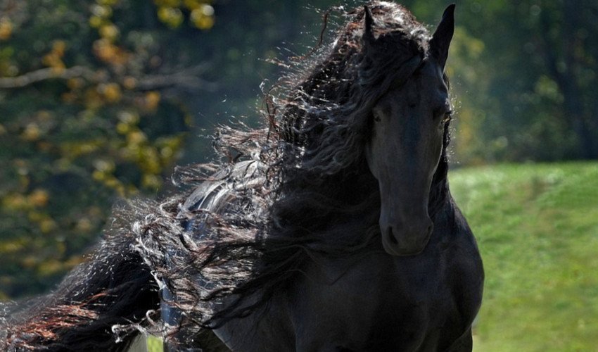 Фризька порода коней Фризька порода коней
