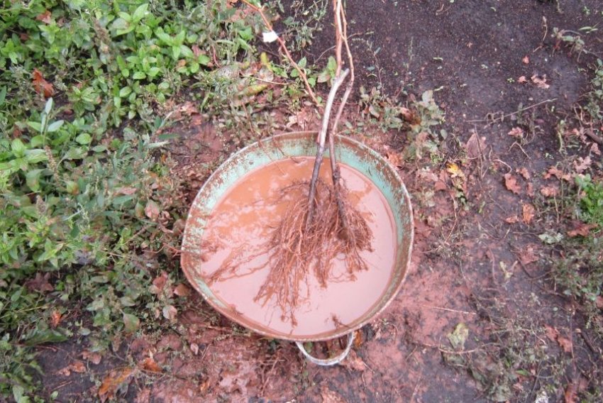 Коріння в глиняного говорунці