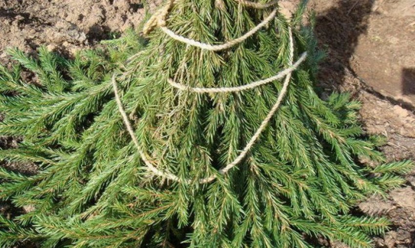 Обв'язування стовбура лапником Обв'язування стовбура лапником