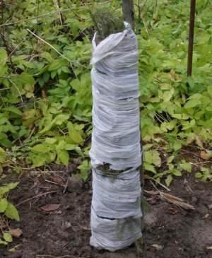 Утеплення груші на зиму