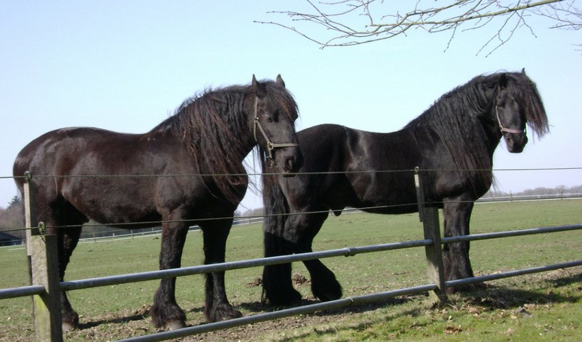 Фризька порода коней Фризька порода коней