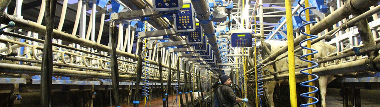 В Ірландії побудували апартаменти для корів