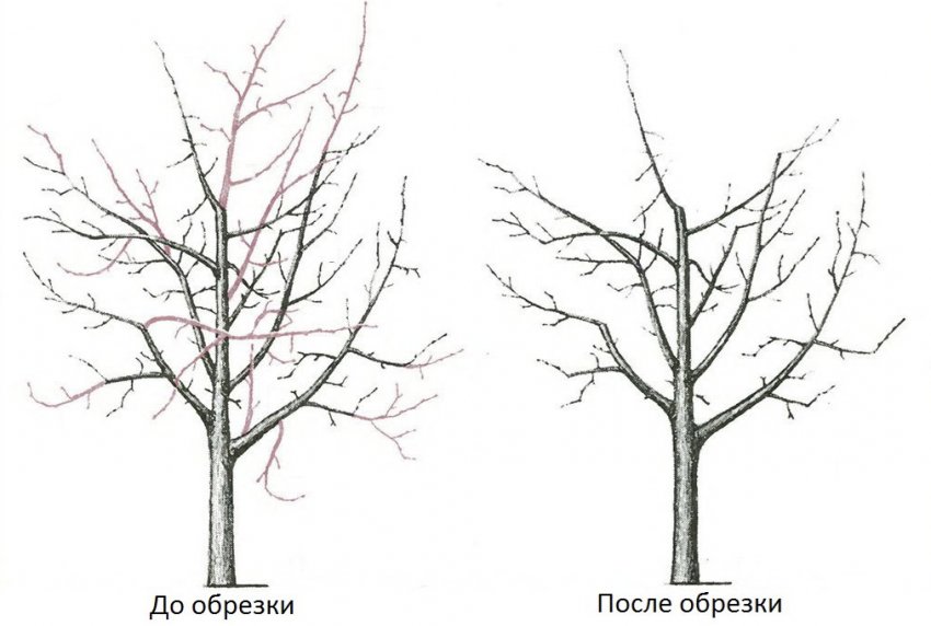 Обрізка яблуні