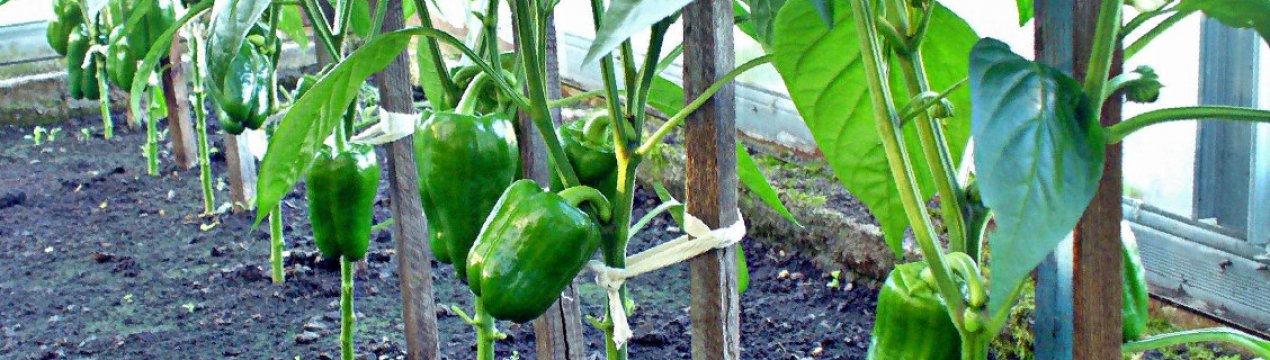 Сорти перцю для вирощування в теплиці