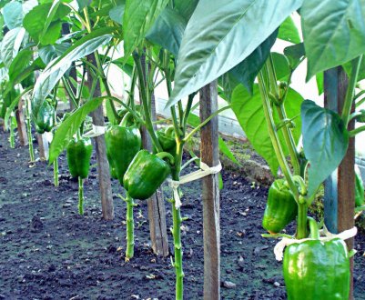 Сорти перцю для вирощування в теплиці
