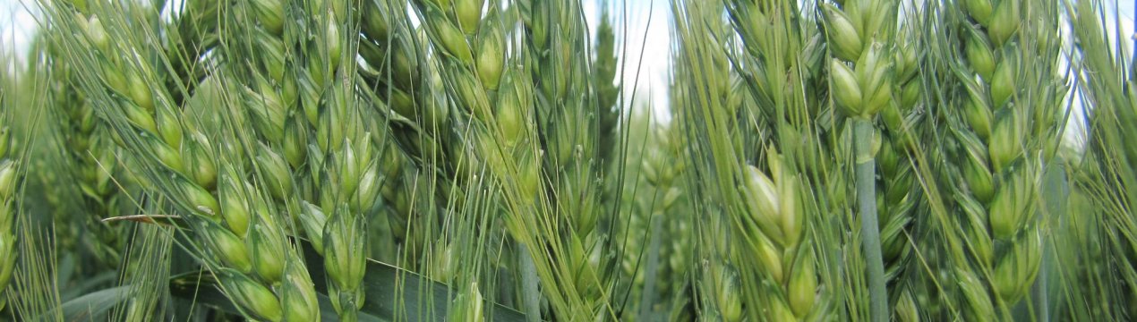 На уральських полях заколоситься італійська пшениця