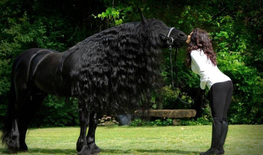 Фризька порода коней Фризька порода коней