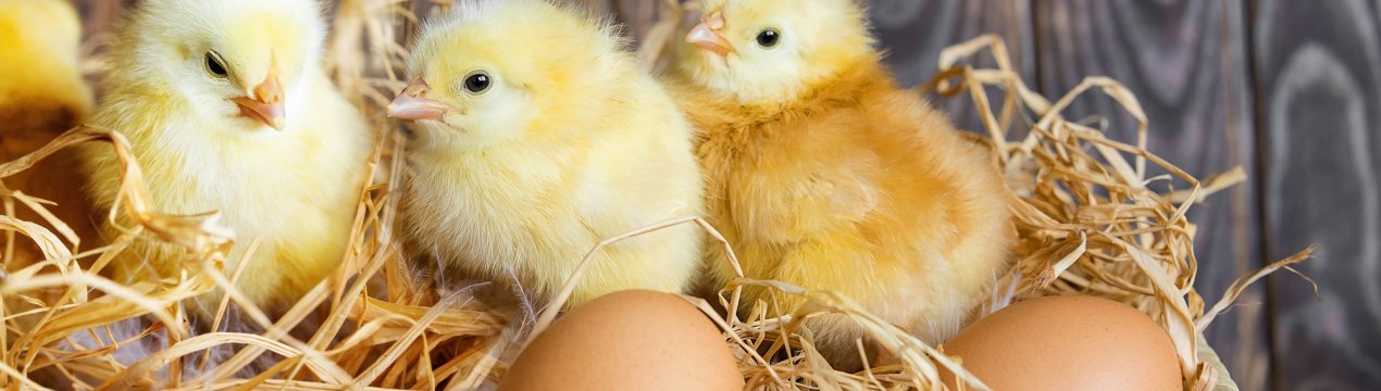 Літо з душком скасовується: томська птахофабрика захистить сусідів від задушливого запаху курячого посліду