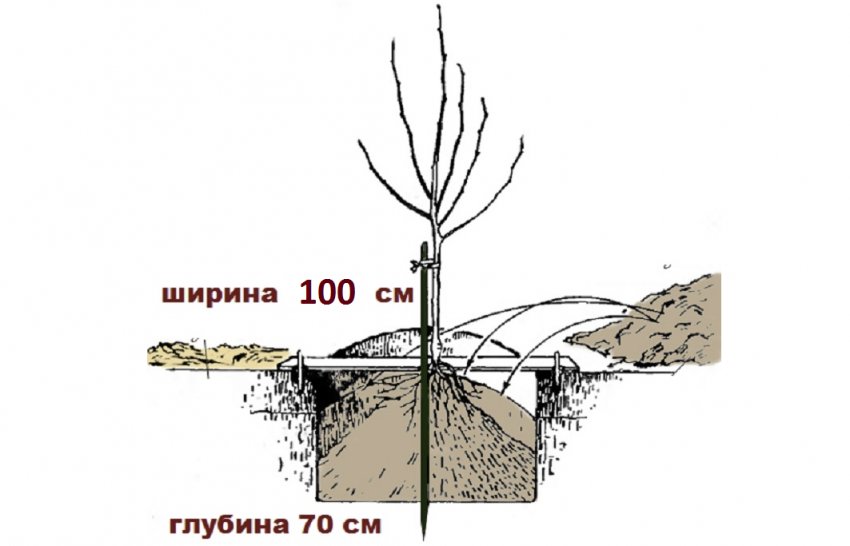 Схема посадки груші