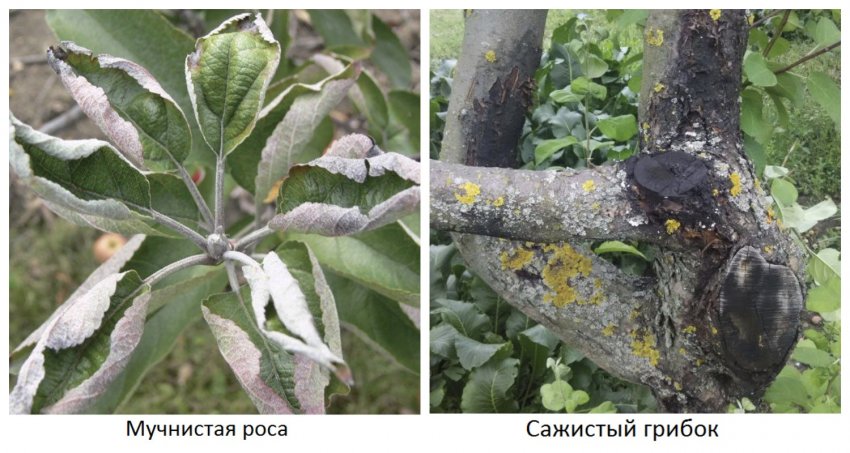 Хвороби яблуні