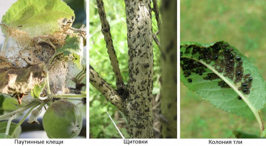 Шкідники яблуні