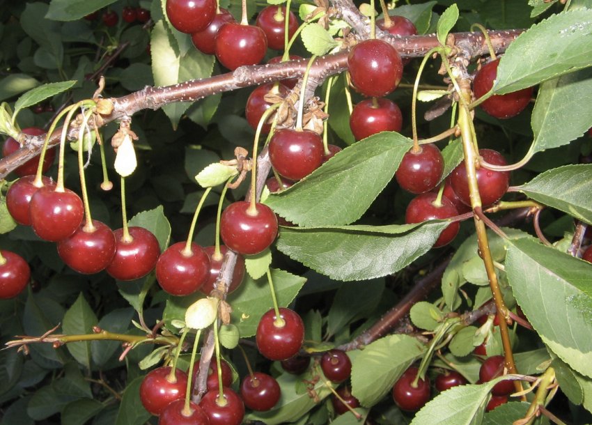 Вишня Апухтинская