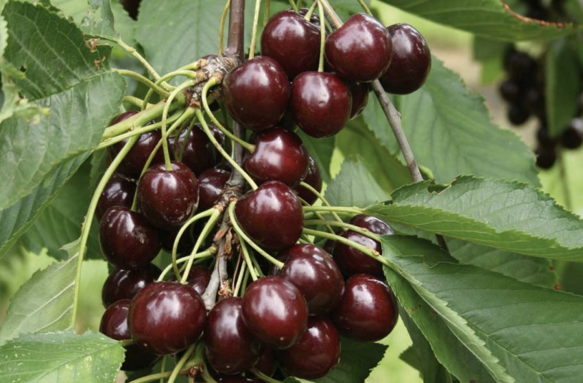 Вишня Шоколадниця