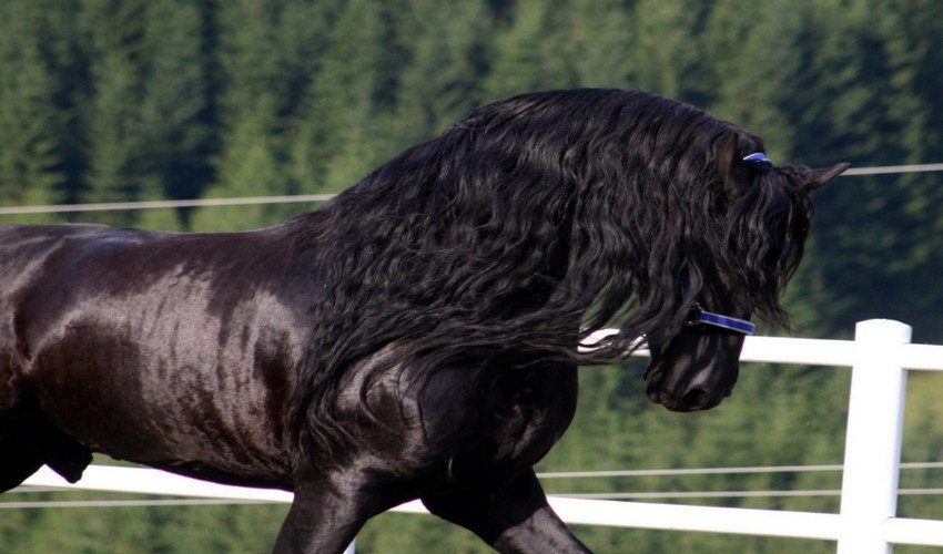 Фризька порода коней Фризька порода коней