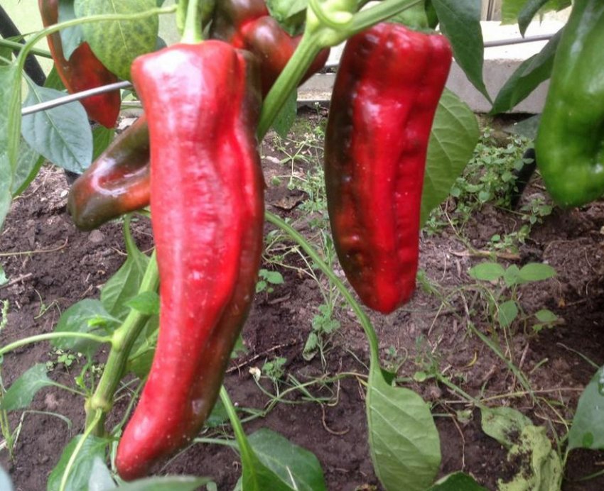 Перець Какаду Перець Какаду