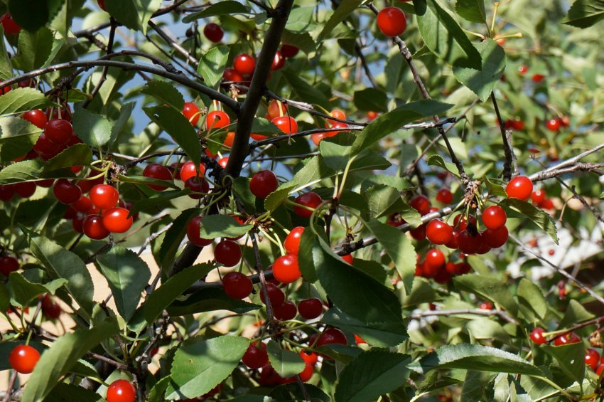 Вишня сорту Щедра