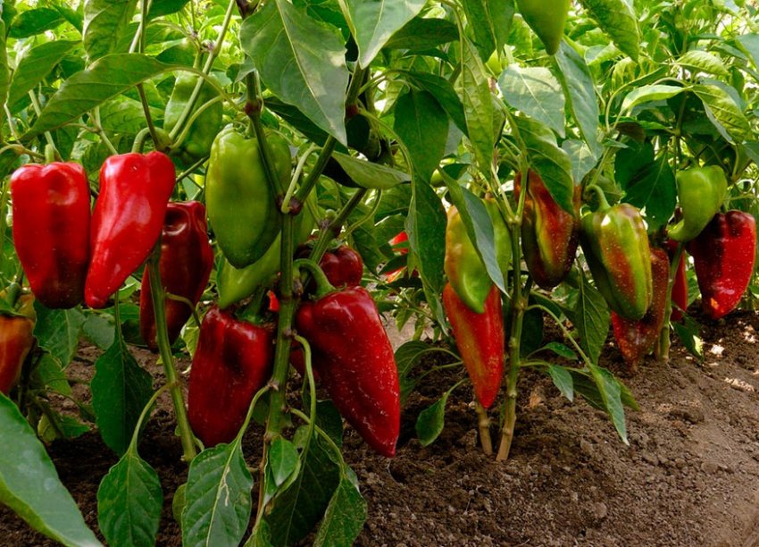 Перець Буратіно Перець Буратіно