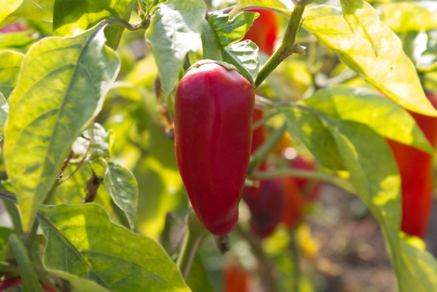 Перець Ластівка Перець Ластівка