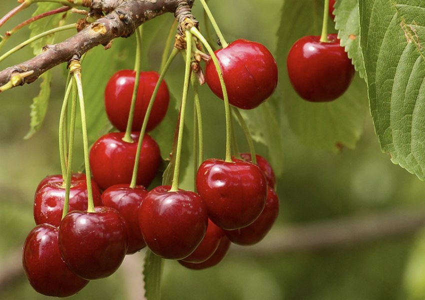 Вишня Попелюшка