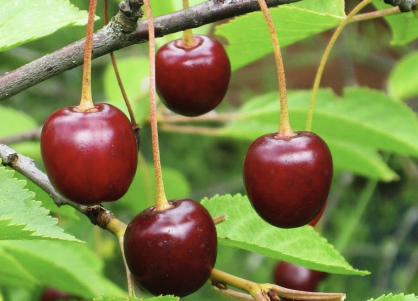 Вишня Волочаєвкою