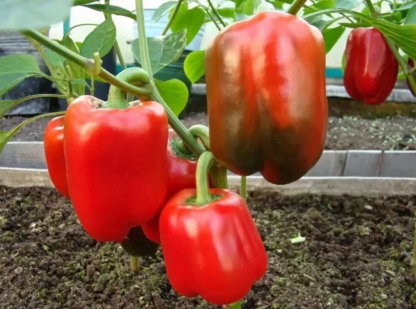 Перець Каліфорнійське чудо Перець Каліфорнійське чудо