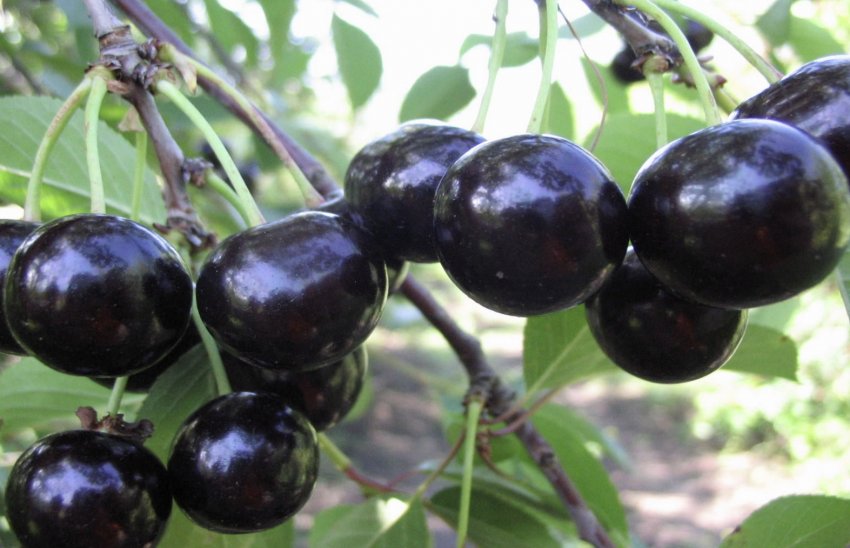 Вишня Россошанская чорна