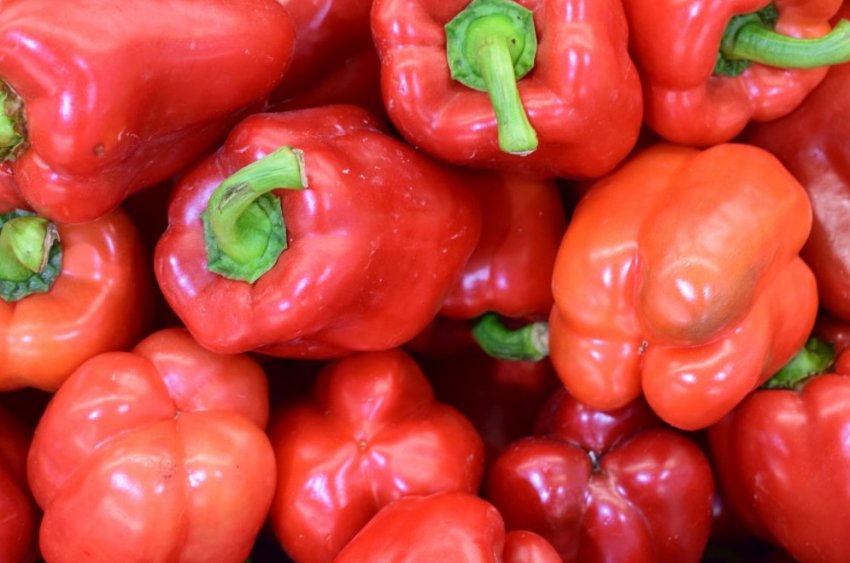 Перець Геракл Перець Геракл