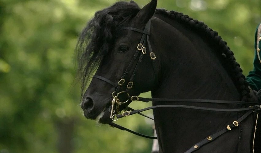 Фризька порода коней Фризька порода коней