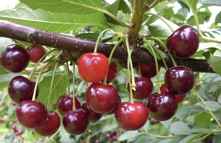 Вишня сорту Маяк