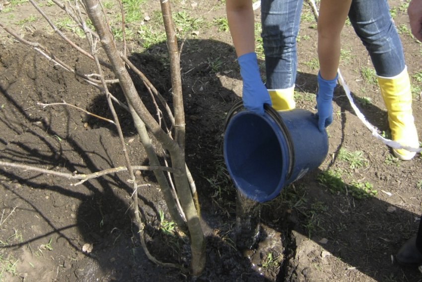 Полив вишні