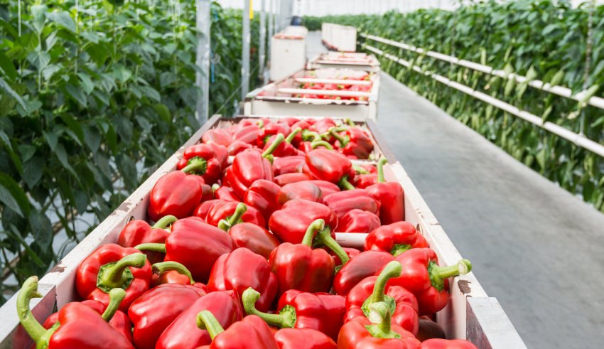 Збір врожаю перцю Збір врожаю перцю