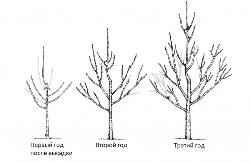 Формування крони віші