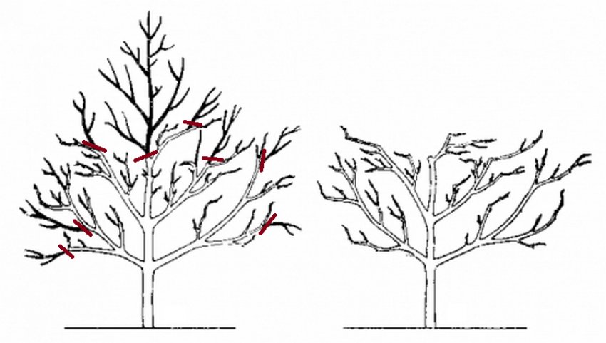 Обрезка черешни картинки. Обрезка вишни черешни осенью. Схема обрезки черешни весной. Обрезка черешни весной схема. Схема обрезки вишни.