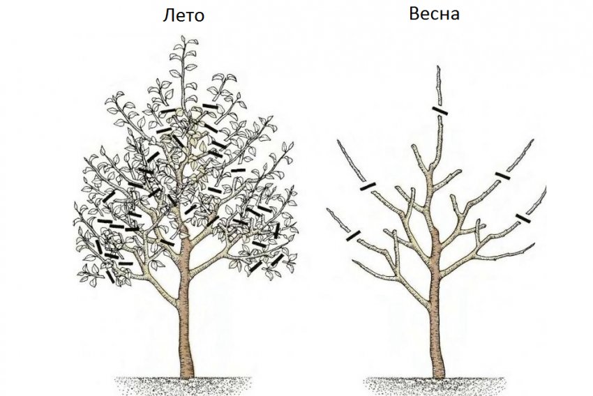 Сезонна обрізка вишні