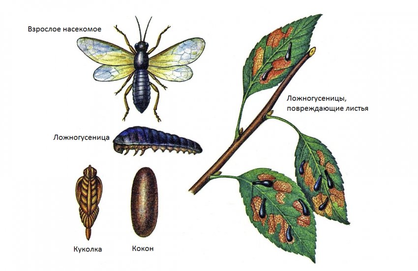 Вишневий пильщик