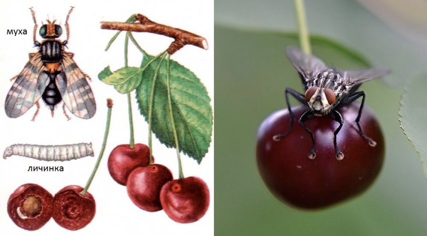 Вишнева муха